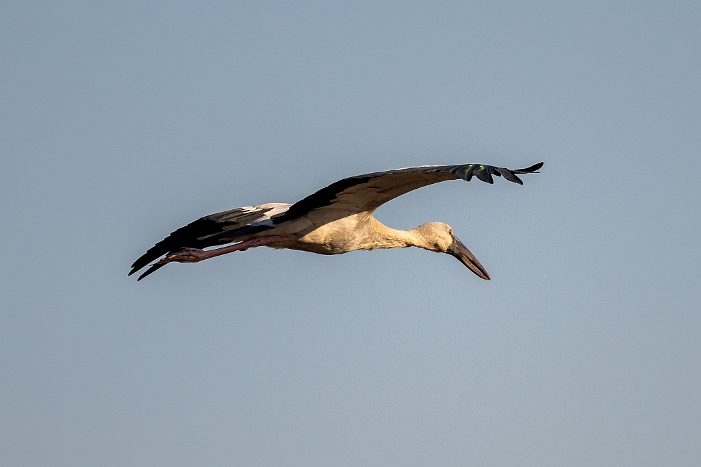 Asian Openbill